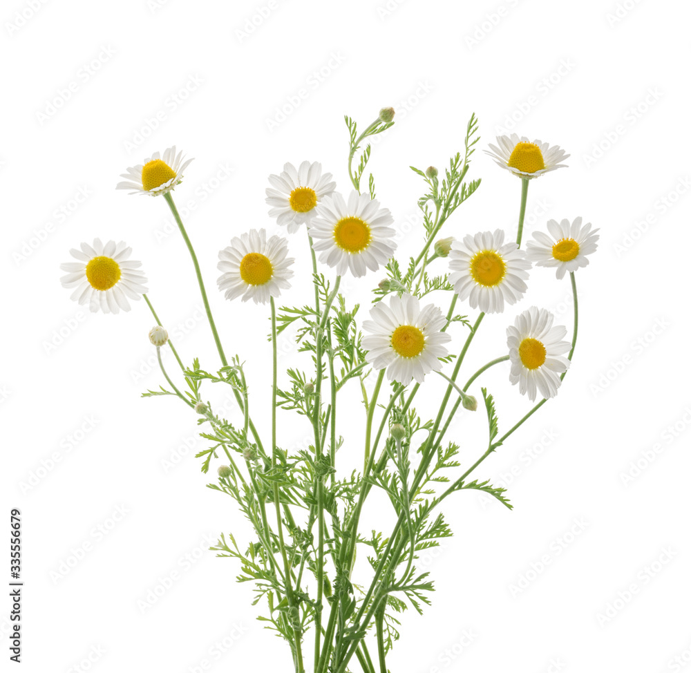 Chamomiles isolated on white background without shadow with clipping path