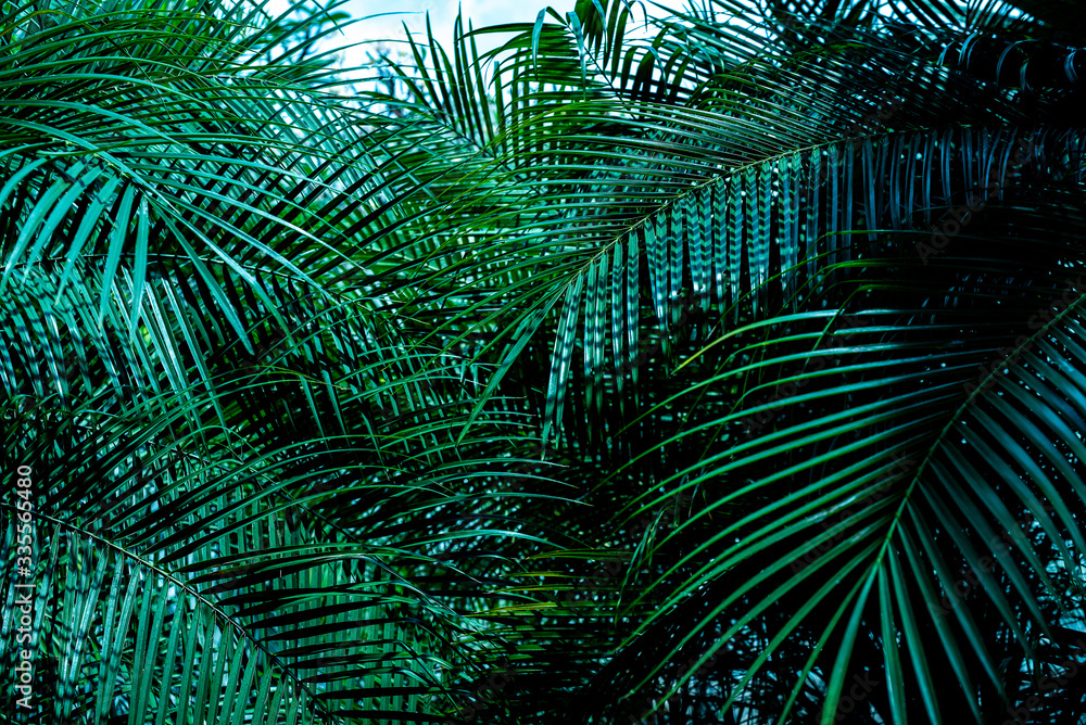 Close-up photography, green plant with small leaves grow in forest. Bushes have thin stalks. Concept