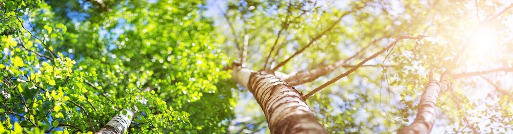 New birch leaves on green spring background