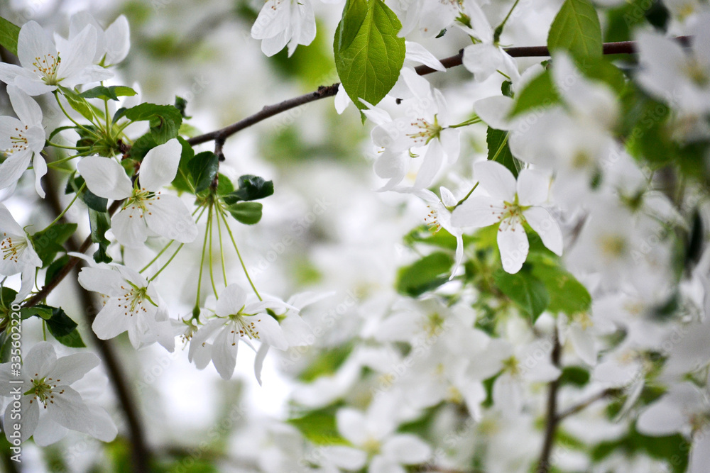 A branch from an apple tree with white blossoming buds. Close up, blurred spring background.