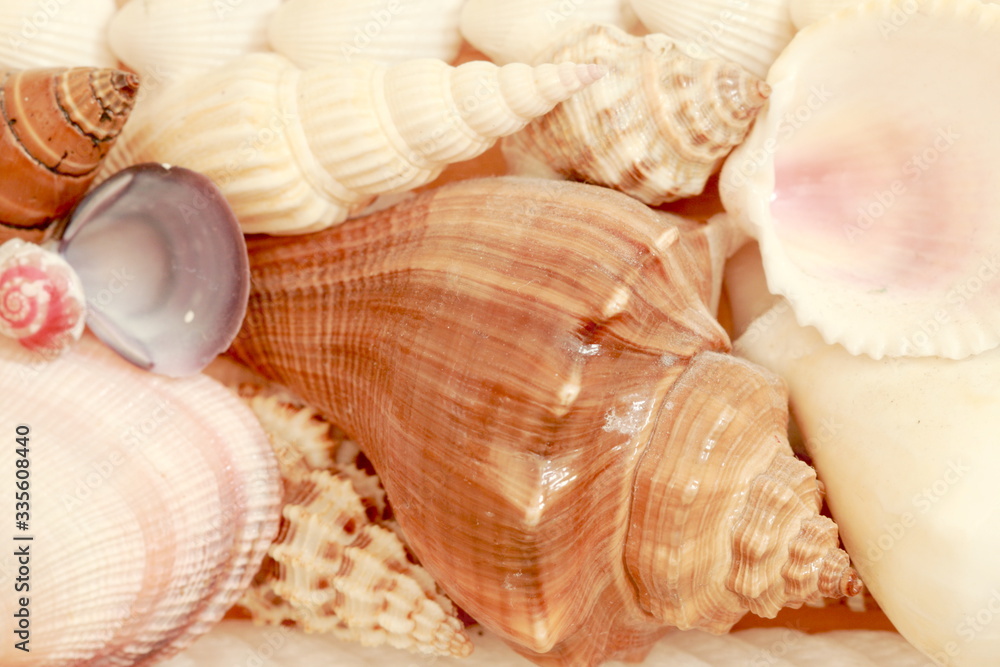 Focus shell of shellfish soft light