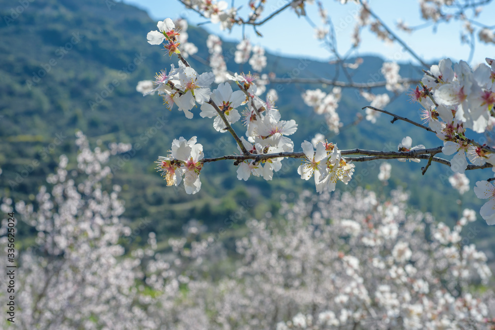 塞浦路斯春天花园里开着白花的杏仁树