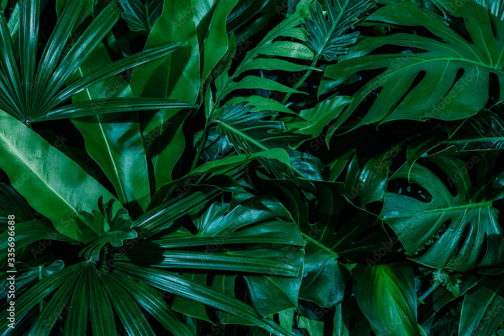 Monstera green leaves or Monstera Deliciosa in dark tones(Monstera, palm, rubber plant, pine, bird’s