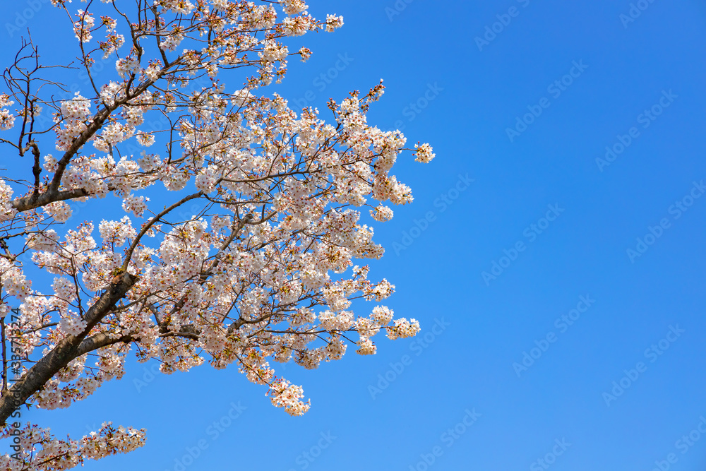 青空と美しい桜の花