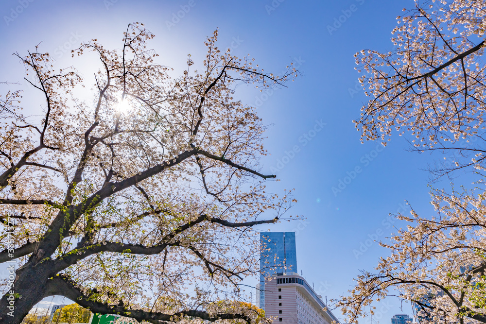 都会に咲く美しい桜の木