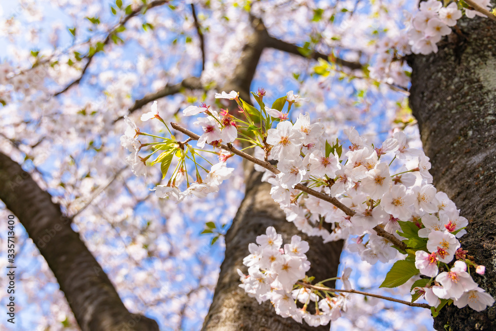 青空と美しい桜の花