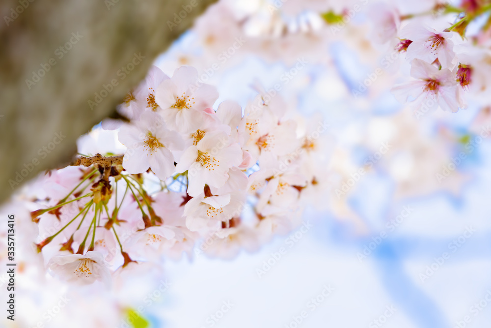 青空と美しい桜の花