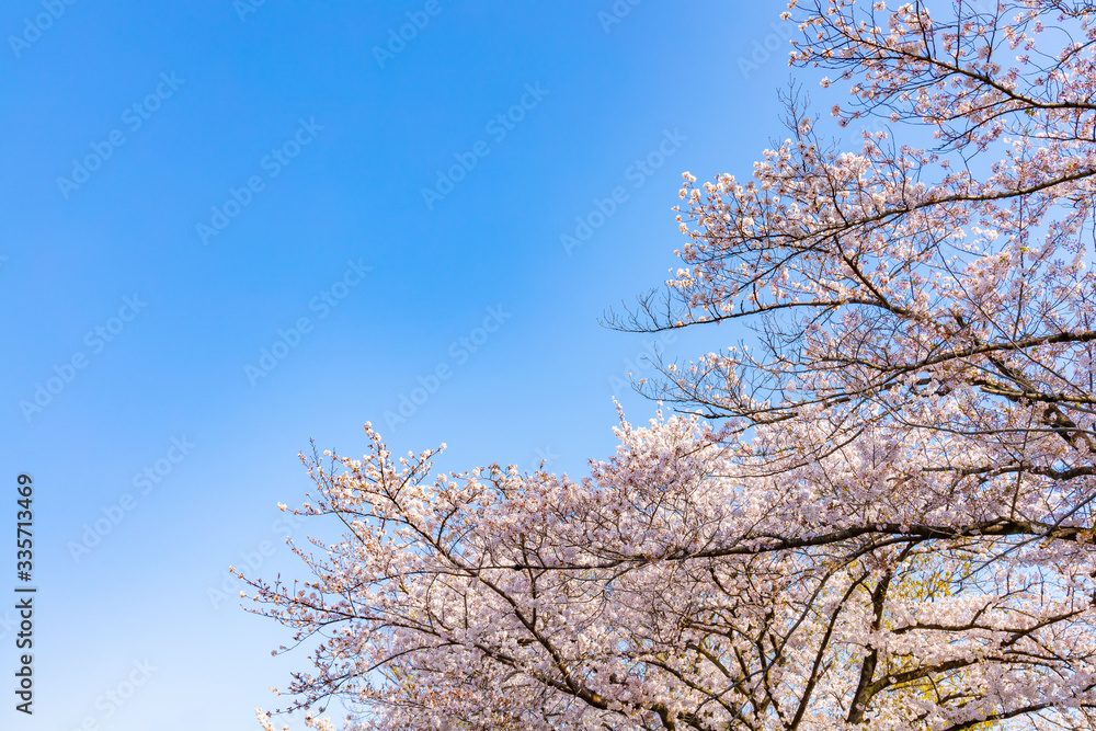 青空と美しい桜の花