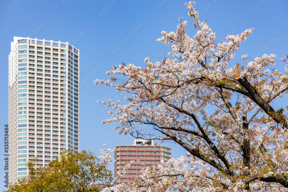 都会に咲く美しい桜の木