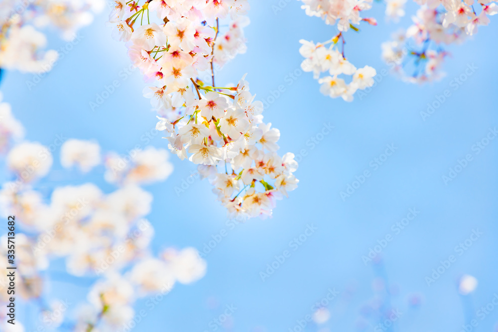 青空と美しい桜の花