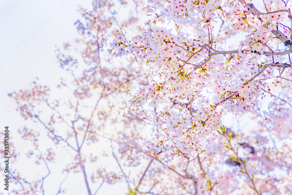 青空と美しい桜の花