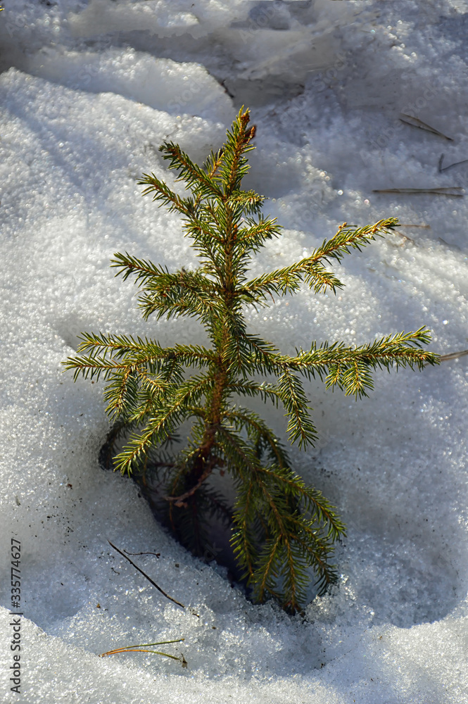 Small green spruce. In the forest in spring. Blue evening shadows on the snow.