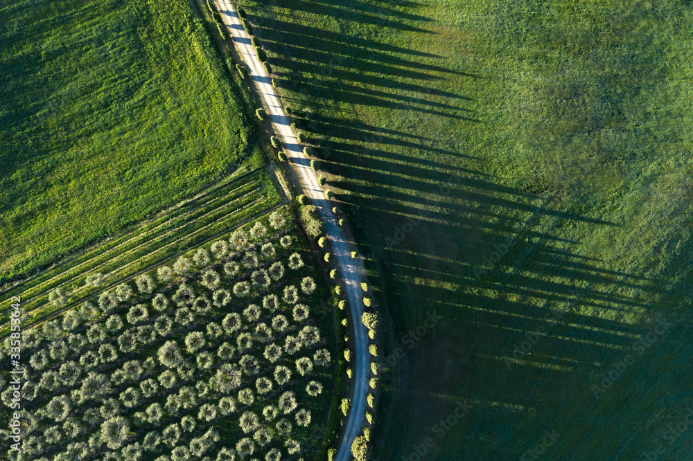 Aerial view of a green wheat field and olive trees in spring. Siena, Italy.