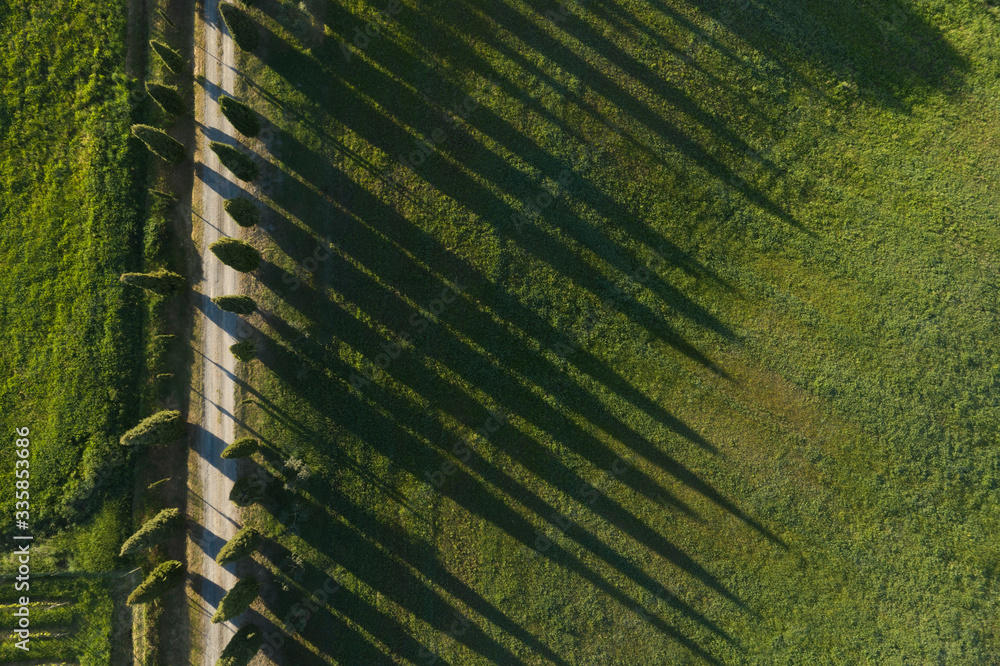 Aerial view of green cypress trees. Siena, Italy.