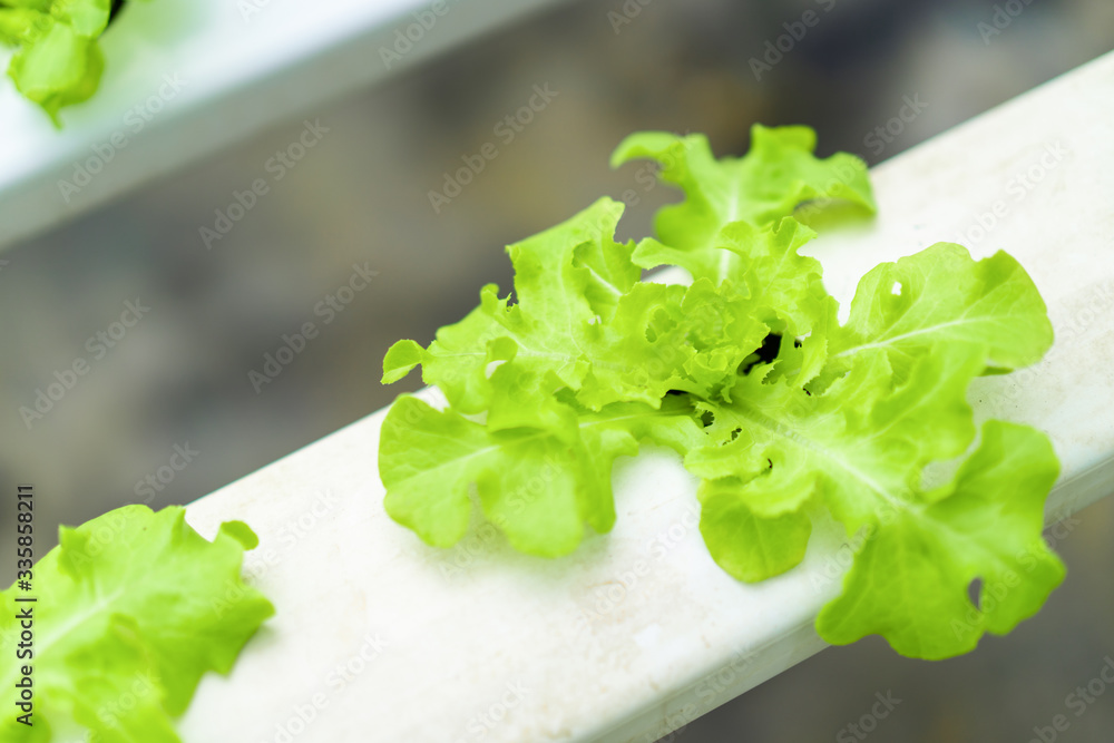 Close up view of small green oaks lettuce in hydroponic farm. One of famous vegetable in salad dish.