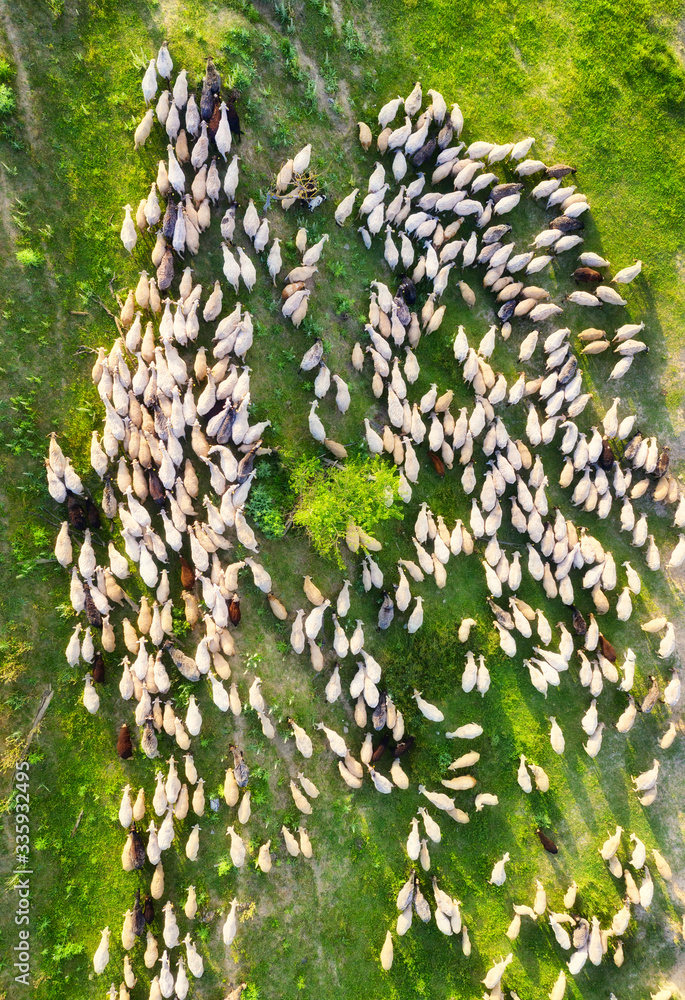 Aerial view at the sheeps herd. Landscape with animals from drone. View from air at the farmland. Co