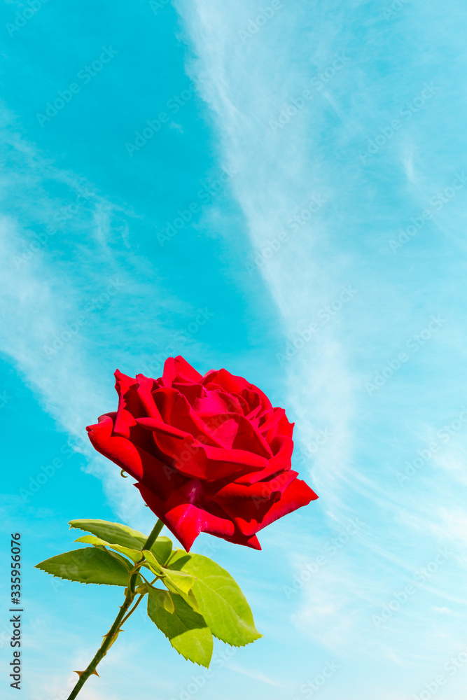 A red rose flower and blue sky background.