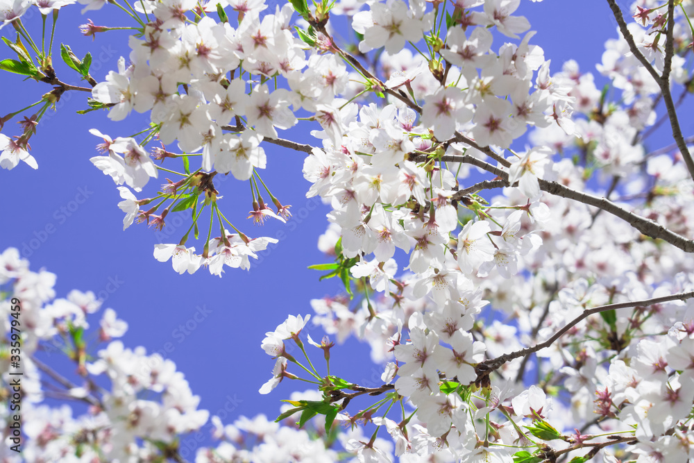 White blooming cherry blossoms swaying in the wind. Beautiful pink white cherry blossoms blooming in