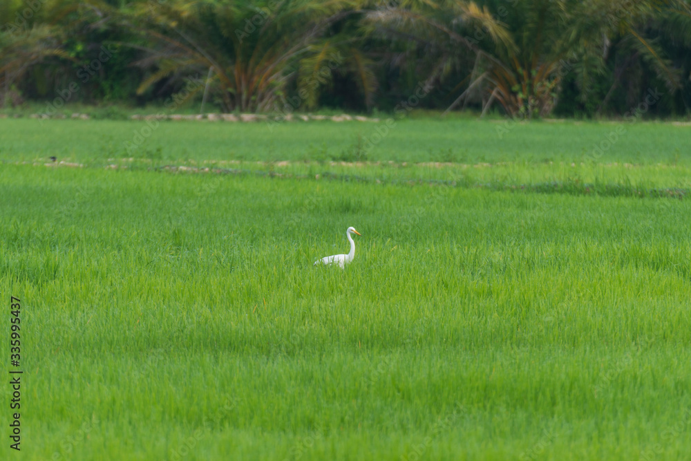 绿色稻田里的阿尔巴Ardea alba。