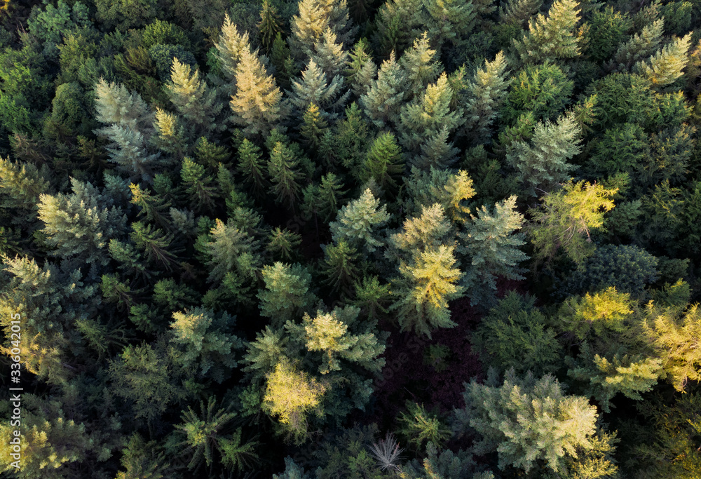 Aerial downward view of an evergreen forest with the sunlight falling on some of the treetops 