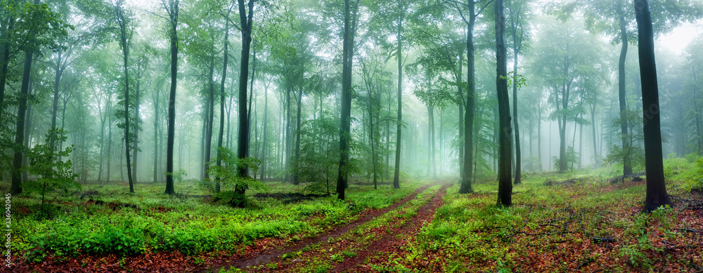 梦幻森林全景，有一条小路，可以让人放松散步，有美丽的柔软的li