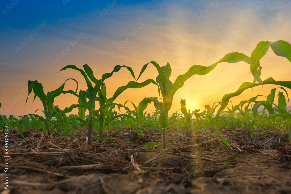 Maize seedling in the agricultural garden with the sunset, Growing Young Green Corn Seedling