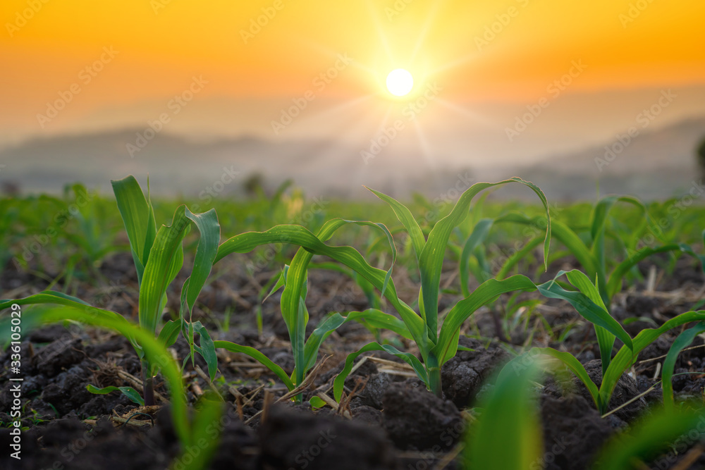 Maize seedling in the agricultural garden with the sunset, Growing Young Green Corn Seedling