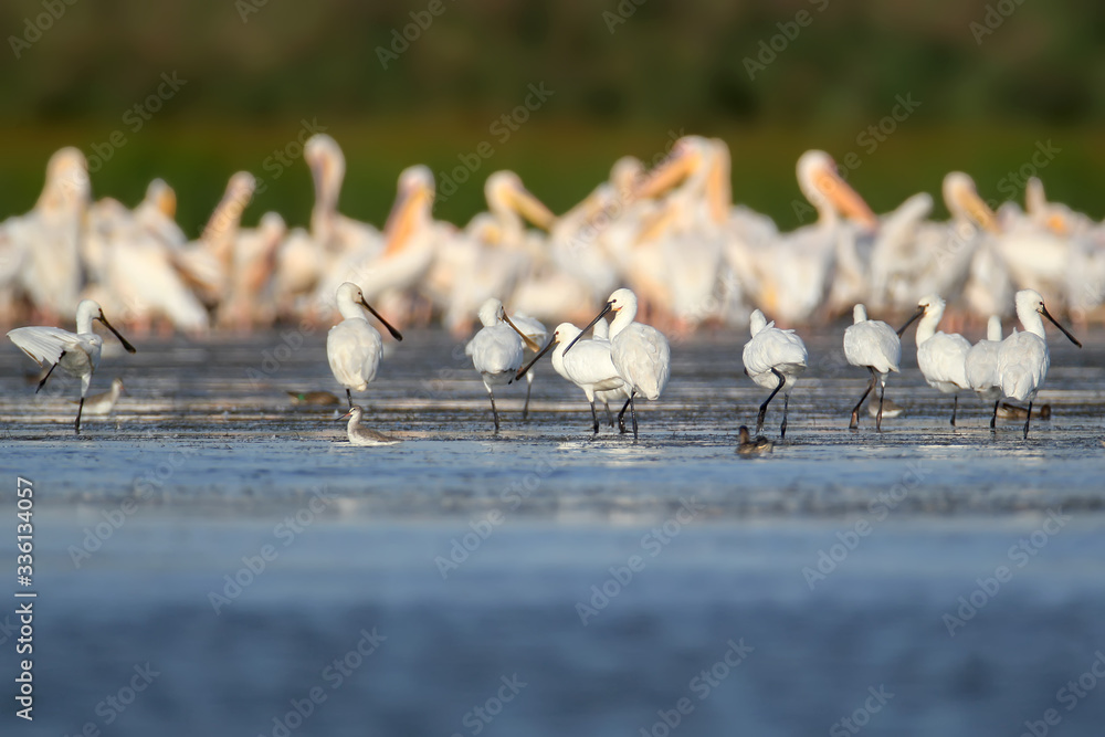 A small flock of European spoonbills stands in the water against a large flock of pelicans