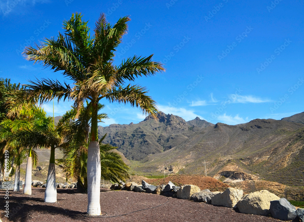 Beautiful view with palm trees and mountains in Adeje,Tenerife,Canary Islands,Spain.Vacation or trav