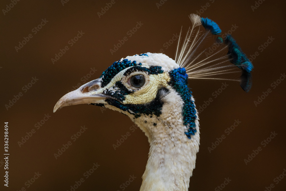 close up of head blue peacock
