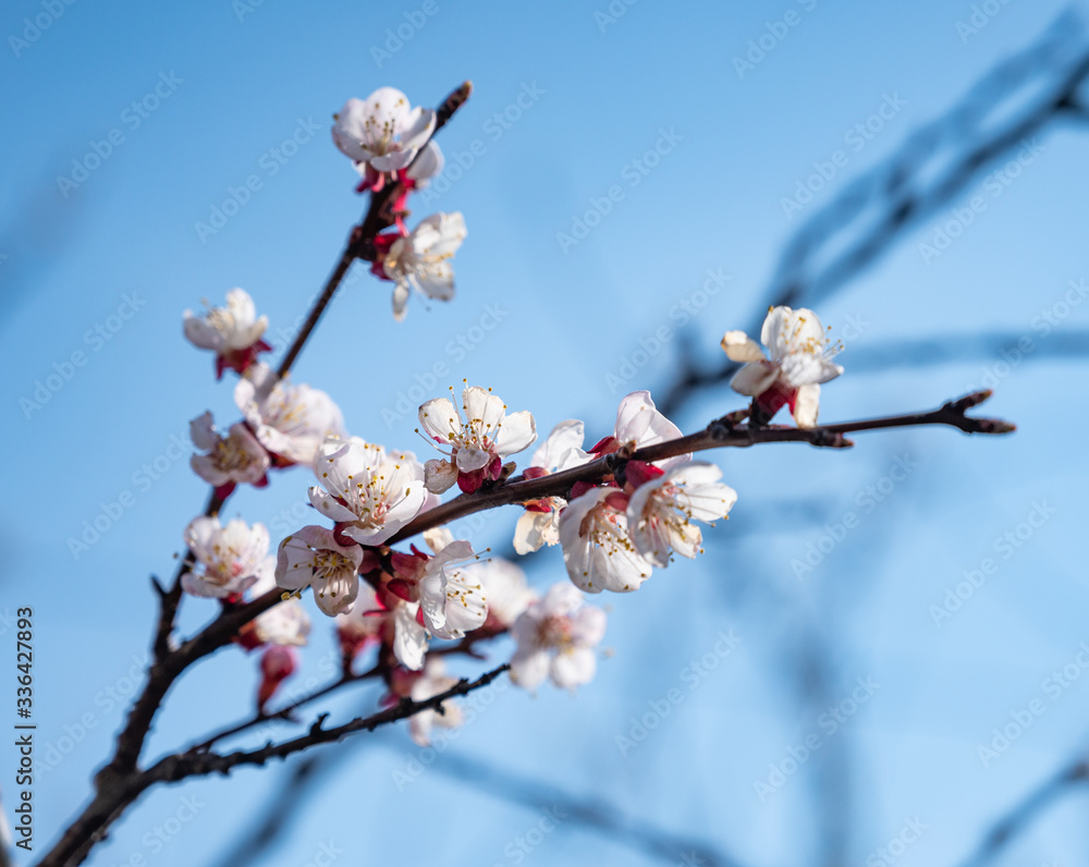 春天开满粉红色花朵的树