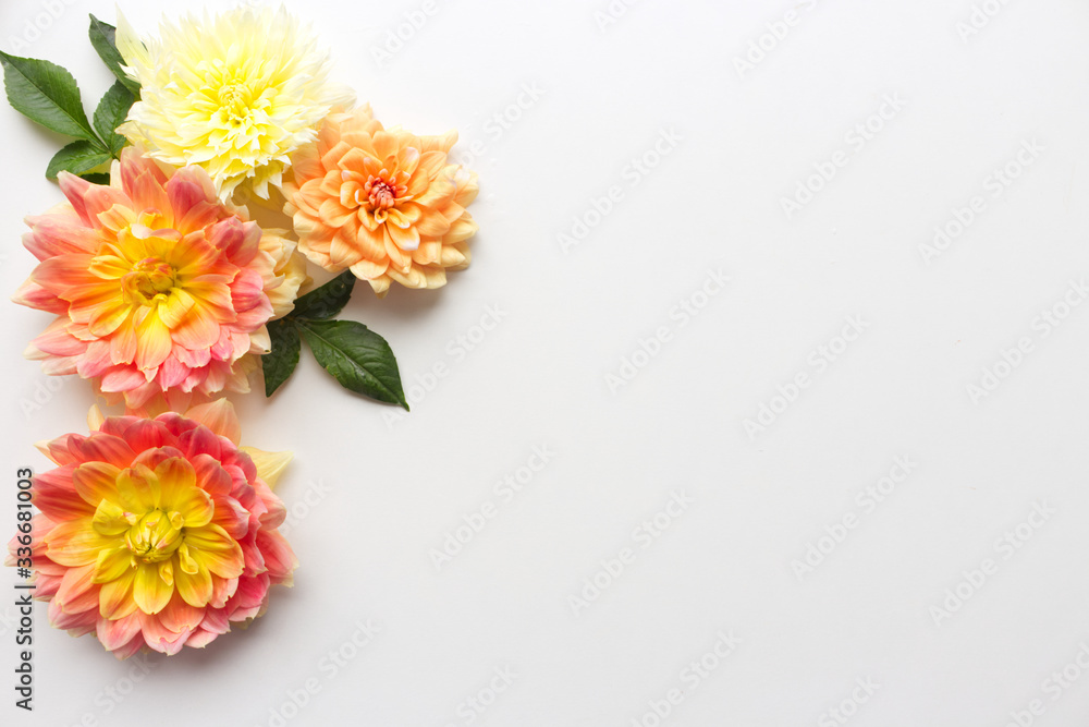 Flowers composition. Dahlias flowers on wooden background. Valentines day, mothers day, womens day, 