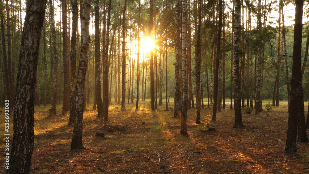 A purple, warm sunset in the autumn forest.