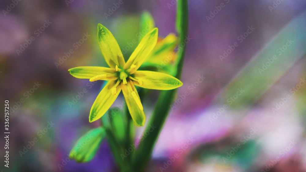 Yellow spring flowers in the forest. Goose onion on blurred background