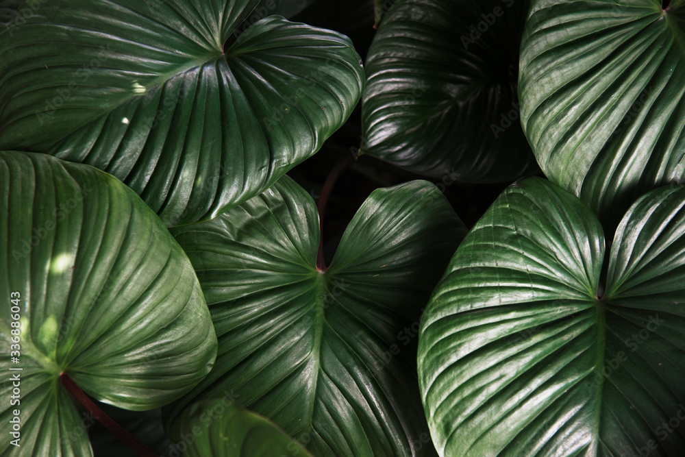 Shiny green leaves