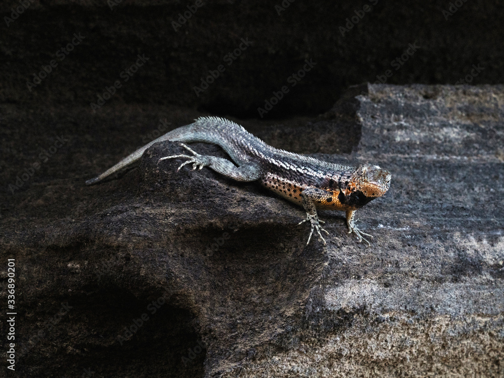 Gal√°pagos lava lizard