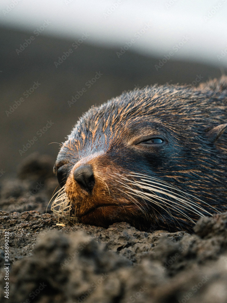 Gal√°pagos fur seal