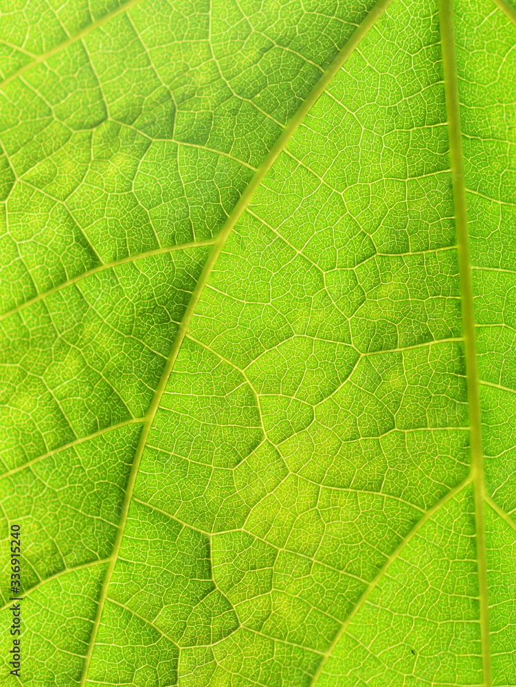 绿叶植物光合作用特写