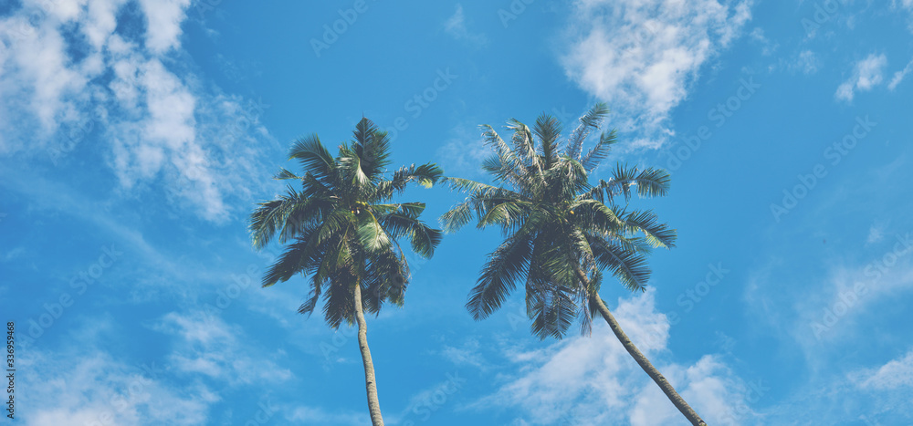 Looking up and see lush green palm fronds and bright blue sky, welcome on vacation! Palm trees at tr