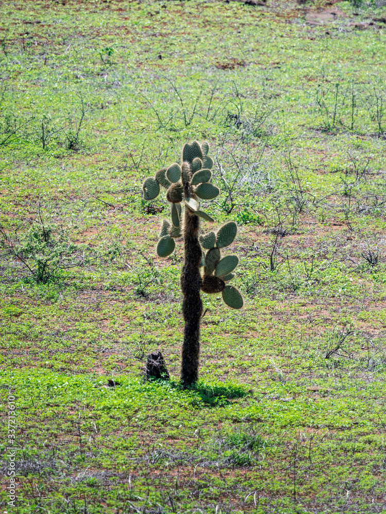 Cactus at the Gal√°pagos Islands