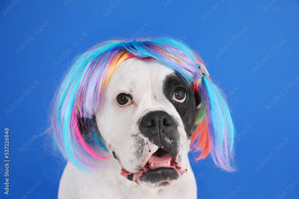 Funny dog in wig on color background