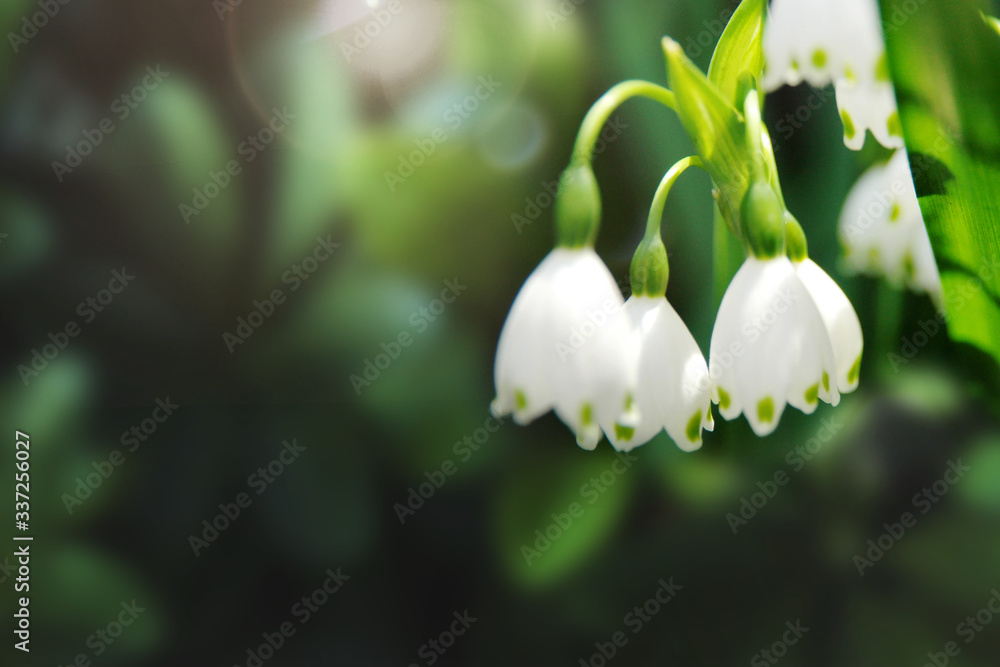 日本的雪花莲