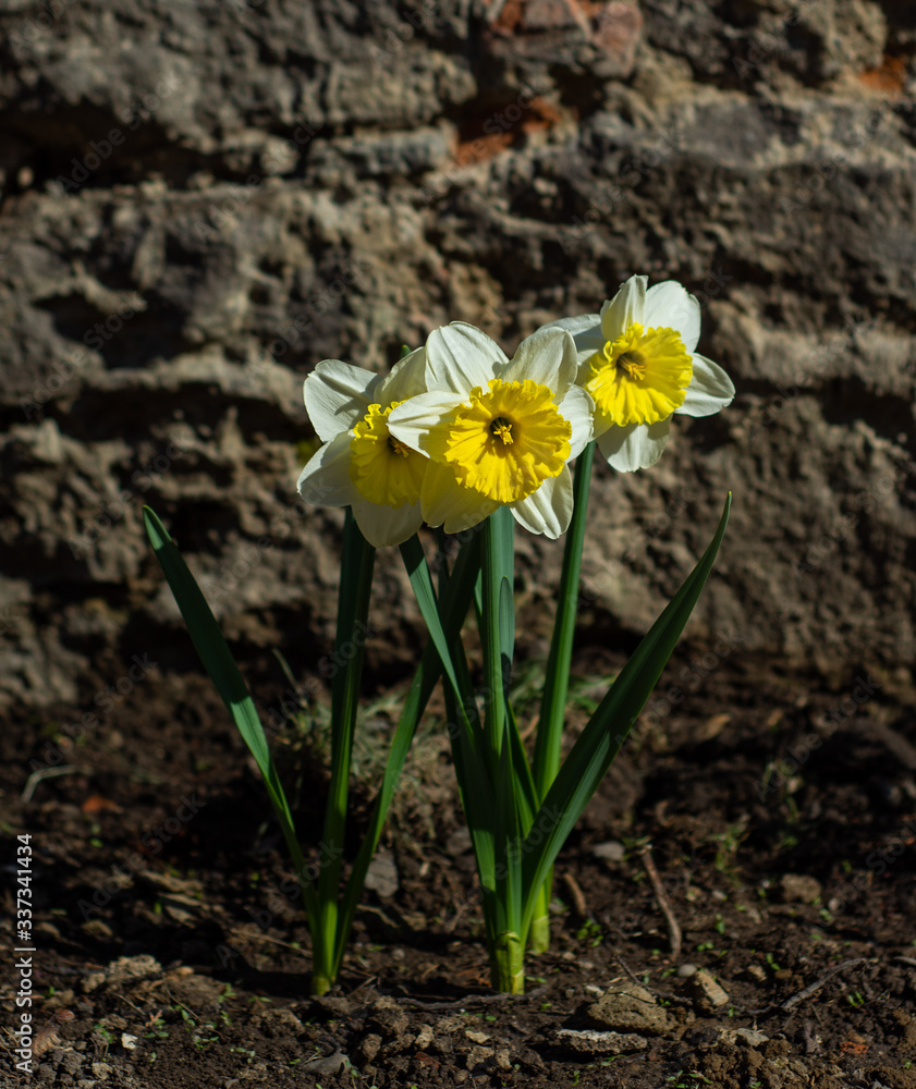 Beautiful colorful yellow daffodil flowers