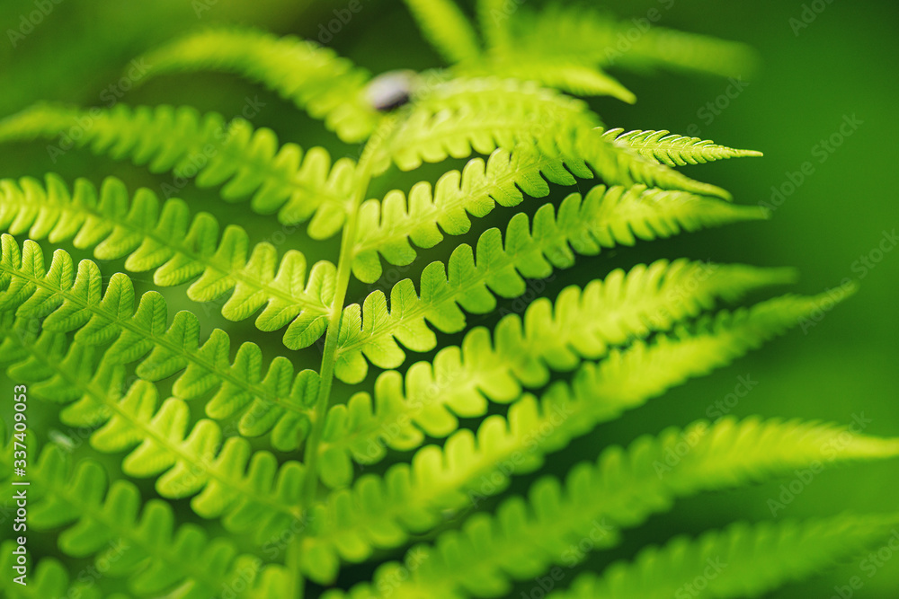 Fern Leaves Ecology Concept. Wildlife Paportik Green Leaf. Green ecological wildlife concept backgro