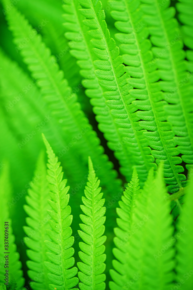 Green leaf. Green leaf of fern black background. Wildlife Paportik. Symbol Wildlife Ecology.