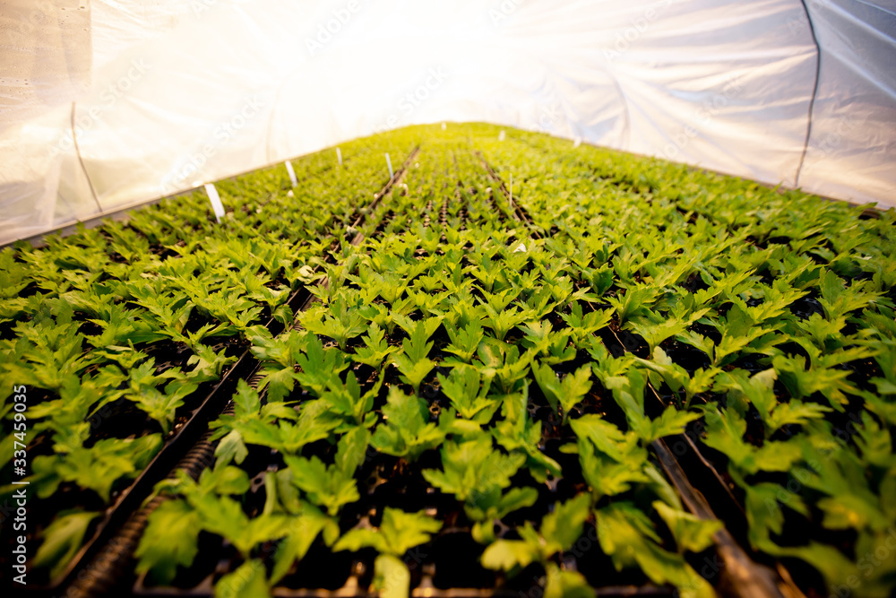 Rows of green seedlings in a greenhouse. The technology of cultivation plants. Modern agriculture, p