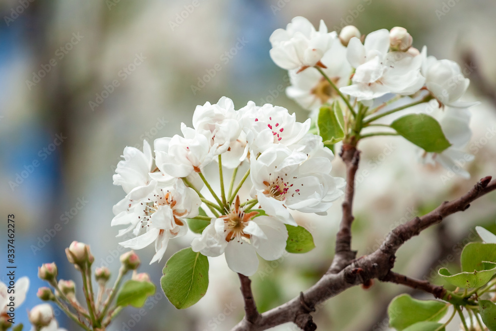 Flowering branch of pear. blooming spring garden