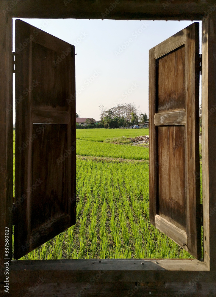 Old wooden windows was opened to the rice field