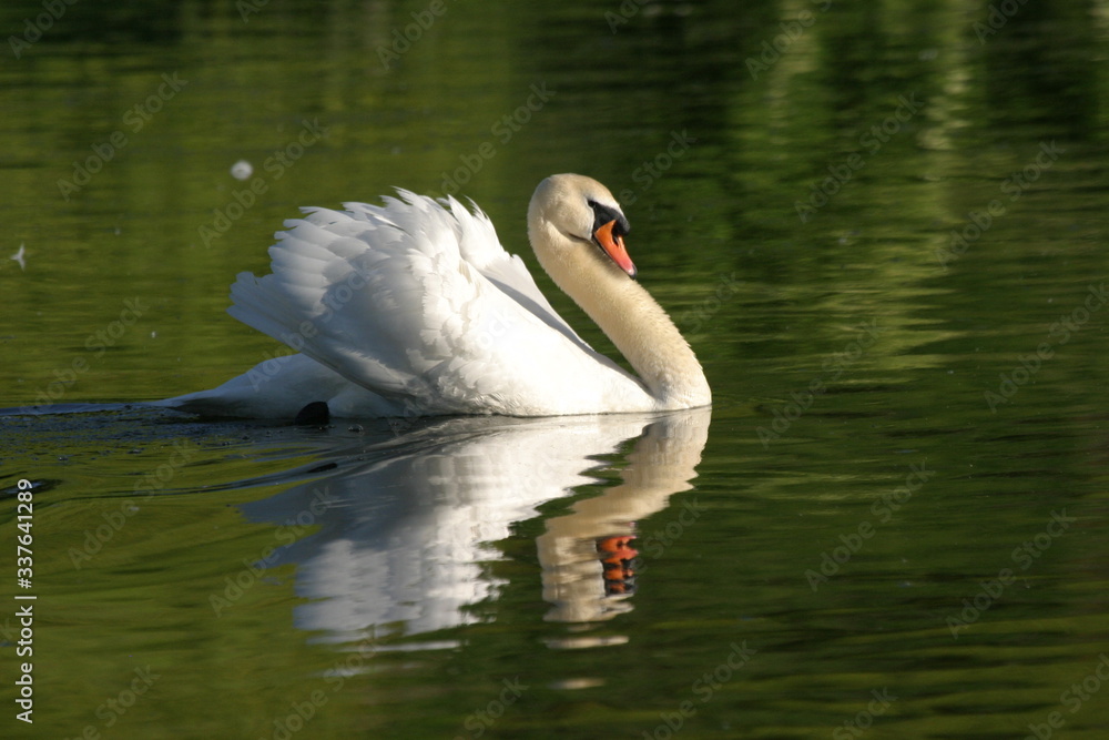 Schwan auf einem请参阅