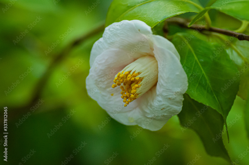 白色山茶花，后面是绿叶的山茶花。